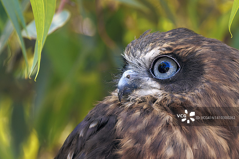 澳洲鹰鸮图片素材