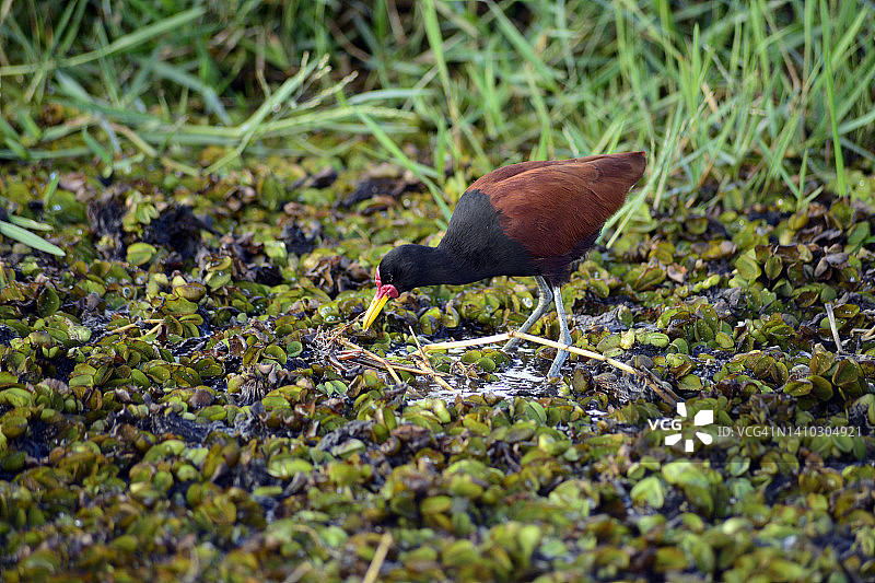 巴西南马托格罗索州潘塔纳尔湿地的鸟类图片素材