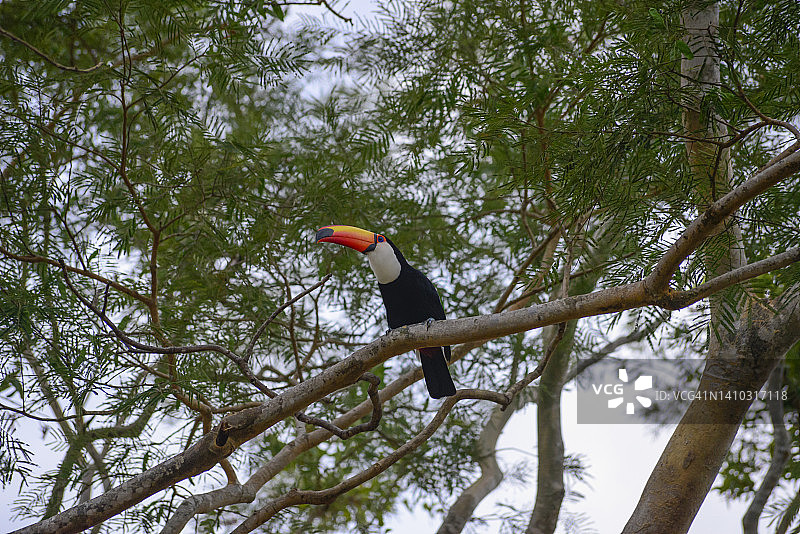 巴西南马托格罗索州潘塔纳尔湿地的鸟类图片素材
