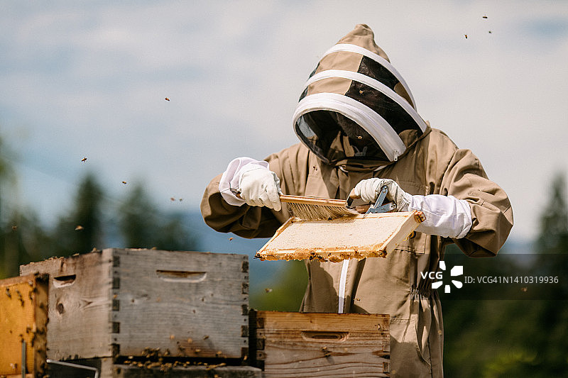 养蜂人照料蜂箱图片素材
