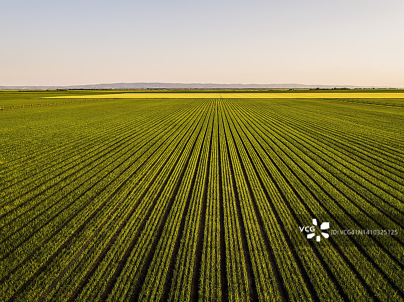 黄昏时分广阔的洋葱田航拍视角图片素材