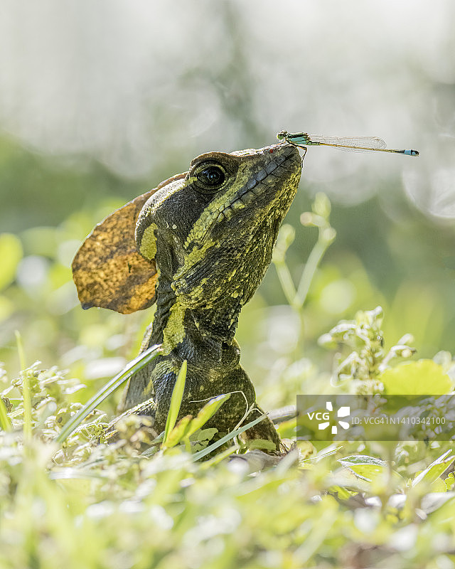 他的挑战图片素材