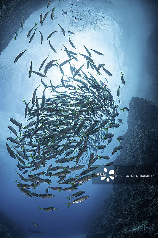鱼岩洞外的黄尾鲹鱼群图片素材
