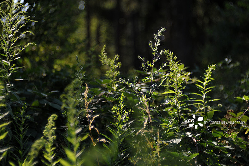 加拿大一枝黄花图片素材