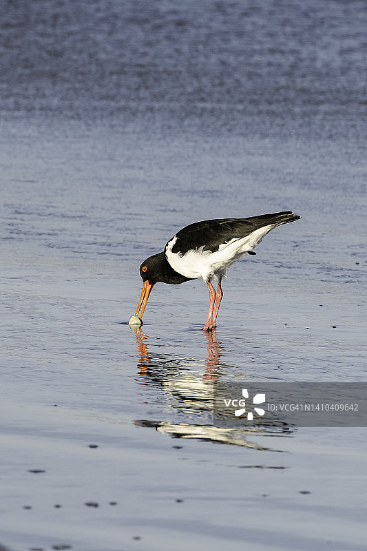 黑蛎鹬捕食软体动物图片素材