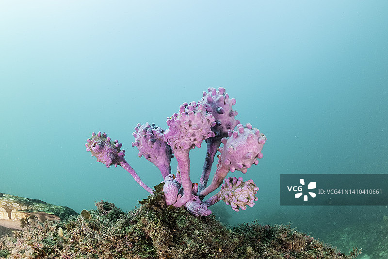 杰维斯湾海洋公园的软珊瑚图片素材