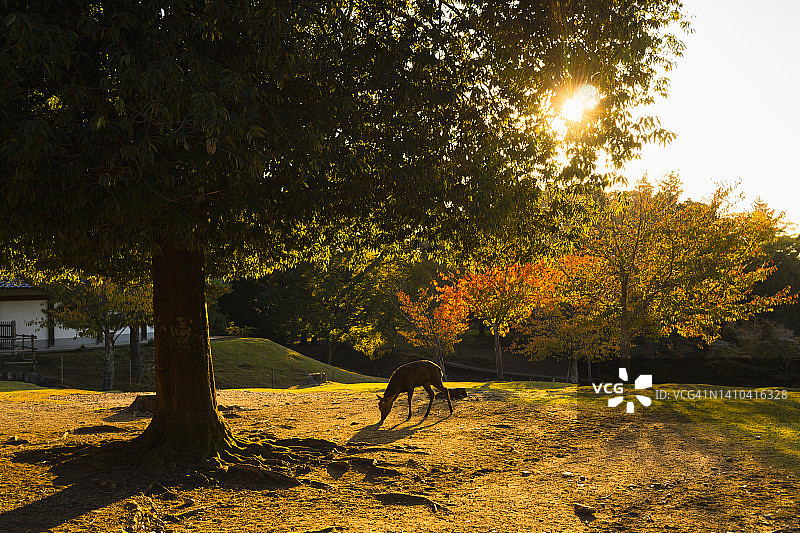 奈良公园图片素材