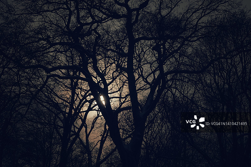 寒冷冬夜，月光穿过树林图片素材