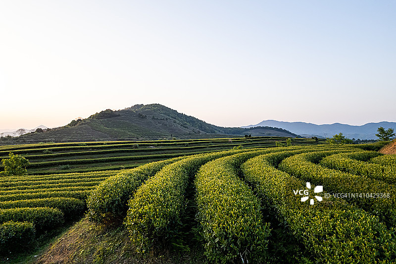 茶园、道路与日出图片素材