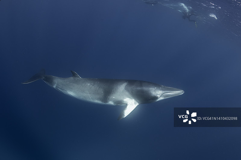 侏儒小须鲸图片素材