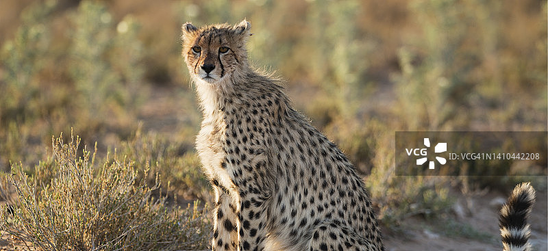 猎豹，卡拉哈里沙漠的斑点之美图片素材