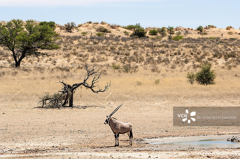卡拉哈里沙漠Auob河床的羚羊图片素材