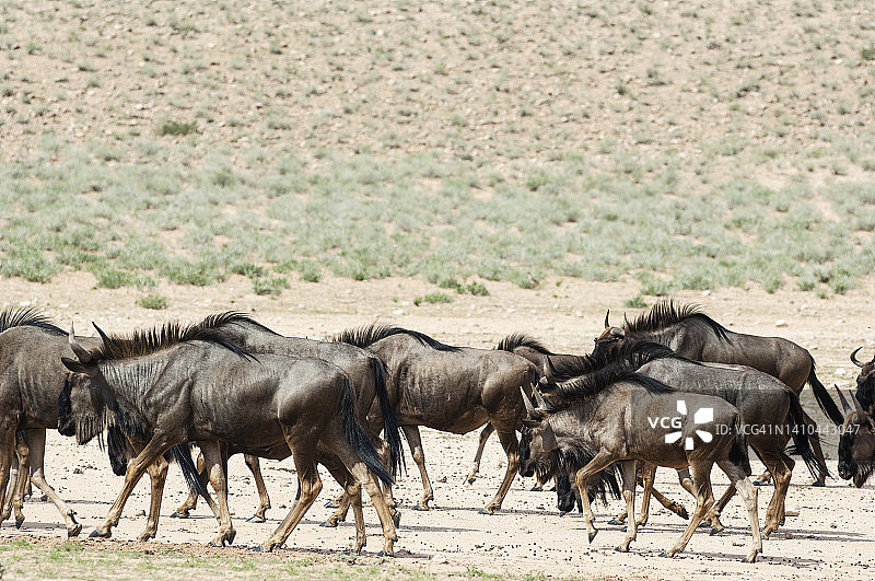 牛羚迁徙穿越卡拉哈里沙漠奥布河谷图片素材