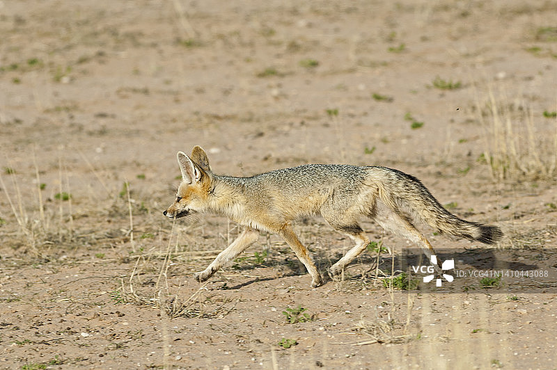 卡拉哈里沙漠中行走着的非洲狐图片素材