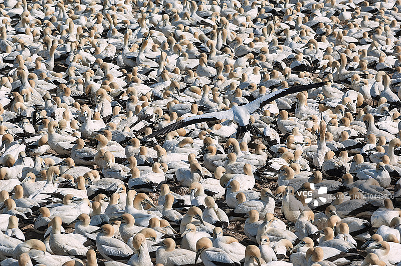 兰伯茨湾的好望角塘鹅群图片素材