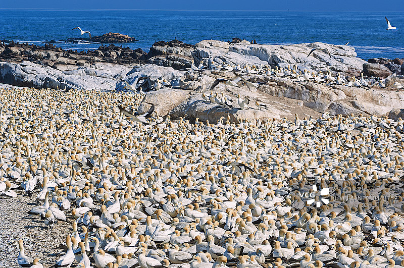 海角塘鹅，背景中的海角毛皮海豹，兰伯茨湾图片素材