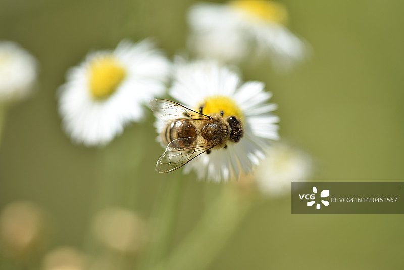 蜜蜂在加拿大一枝黄花的鲜花上图片素材