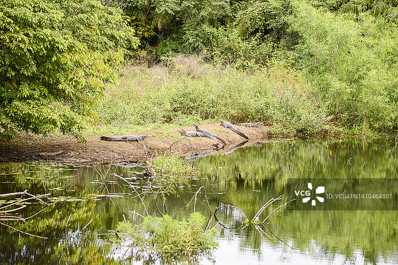 巴西南马托格罗索州潘塔纳尔湿地的动物图片素材