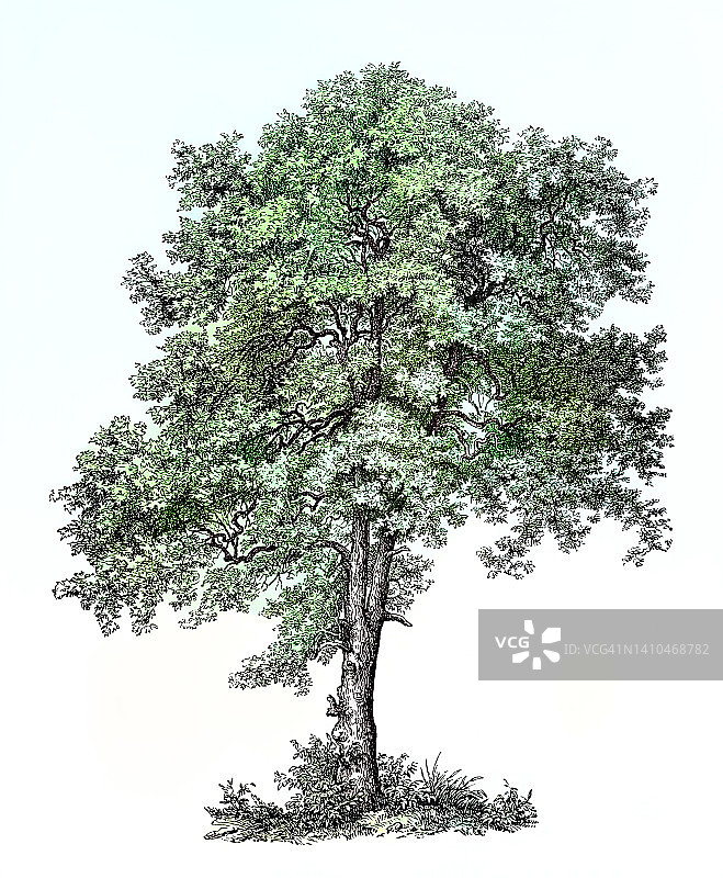 悬铃木或欧洲槭（Acer pseudoplatanus）古老雕刻插图图片素材