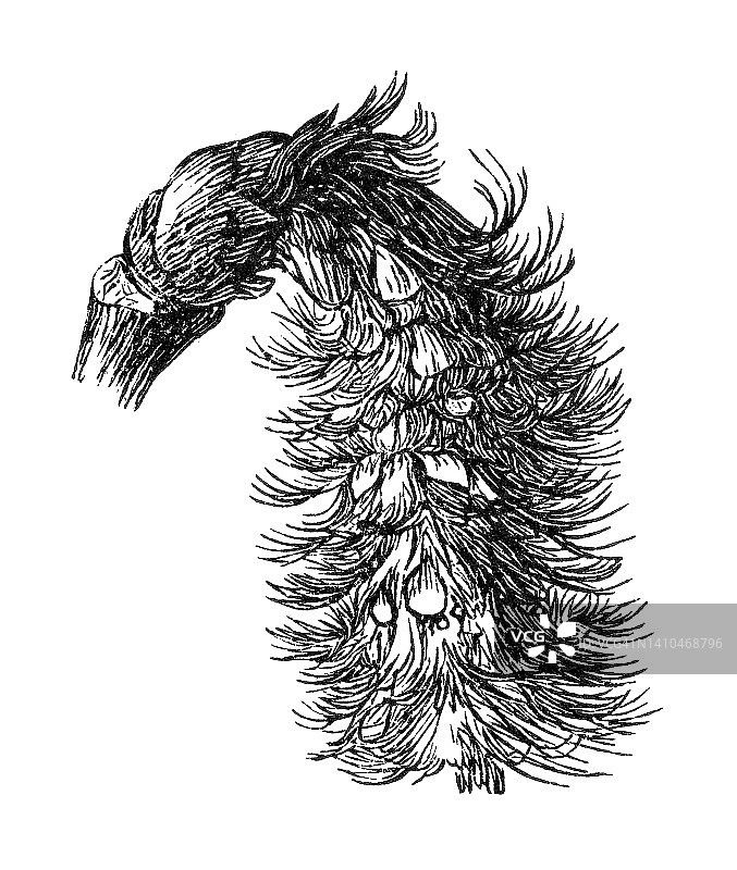 欧洲山杨老式雕刻插图图片素材