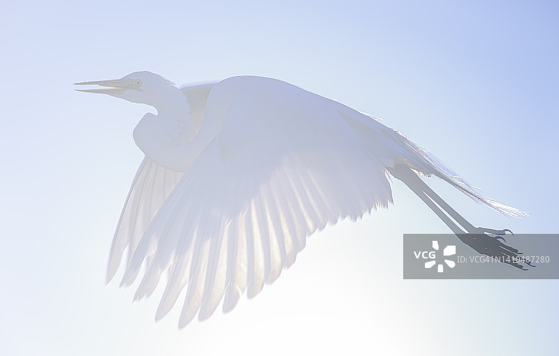 明亮且高调的白鹭在长岛飞行图片素材