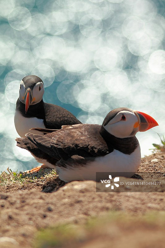 斯库莫岛上的两只海鹦图片素材