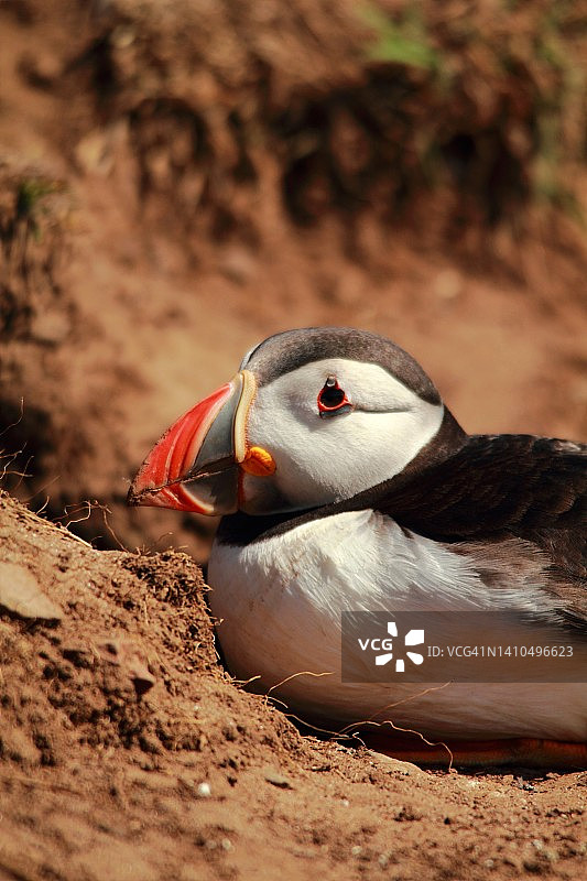 在洞穴附近休息的海鹦图片素材