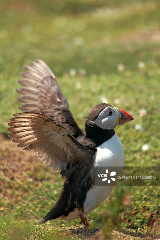 拍打翅膀的大西洋海鹦图片素材