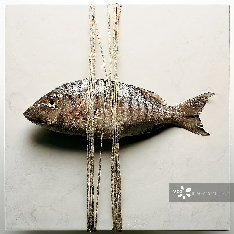 捕获并捆绑的海鲷图片素材