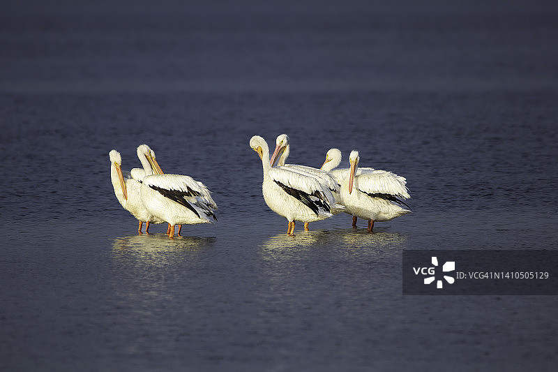 鹈鹕在自然保护区的浅水中涉水图片素材