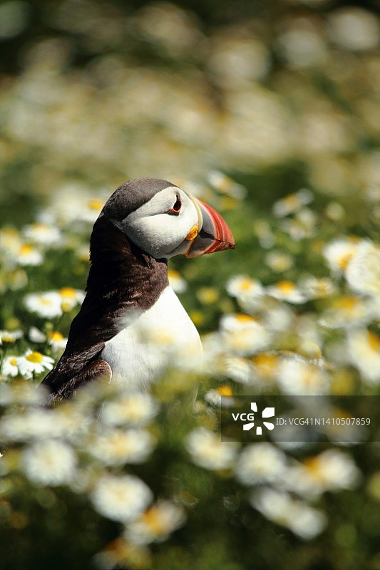 斯库默岛上雏菊花丛中的大西洋海鹦图片素材