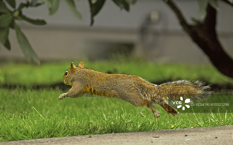 半空中的狐狸松鼠图片素材