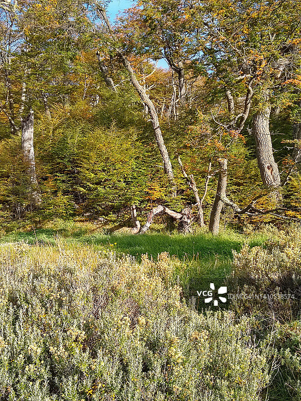 巴塔哥尼亚植被图片素材