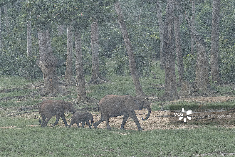 雨中的小森林象群图片素材