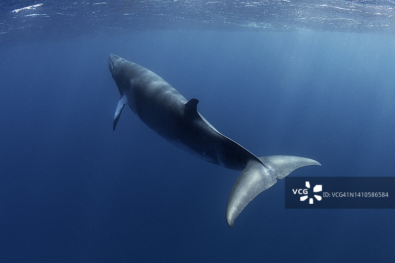 小须鲸，大堡礁图片素材