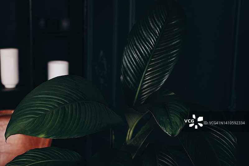 室内大叶盆栽图片素材