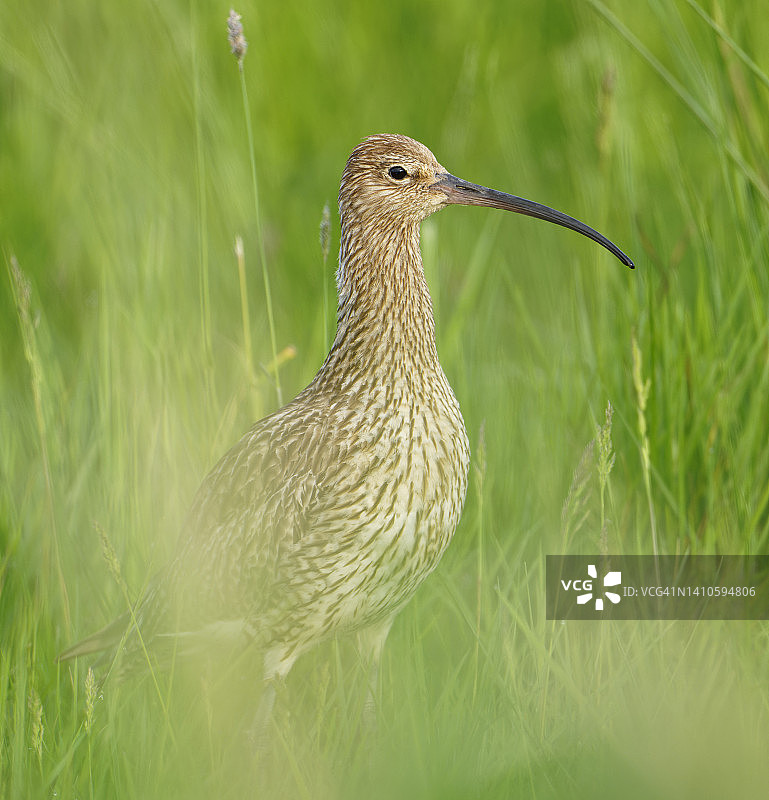 欧亚杓鹬图片素材