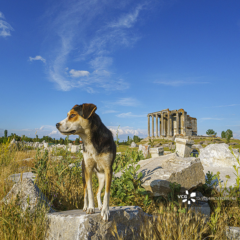 土耳其屈塔希亚艾佐奈古罗马城市遗址中的流浪狗图片素材