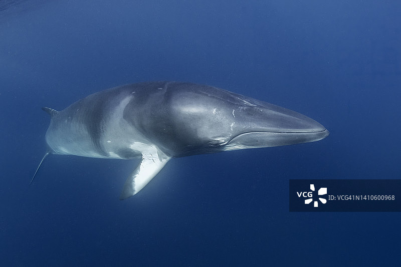 小须鲸特写图片素材