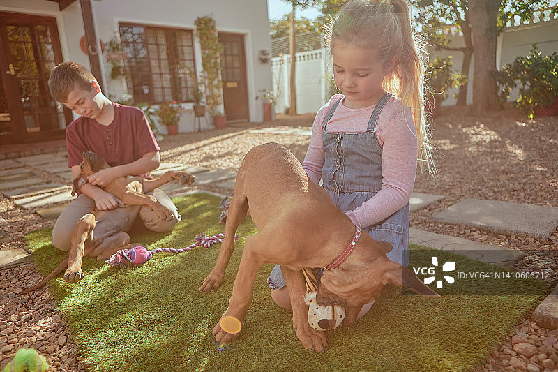 孩子们在后院和罗脊犬玩耍。孩子们和收养的幼犬玩得很开心。姐弟俩在和两只可爱的宠物建立感情的同时享受户外活动图片素材