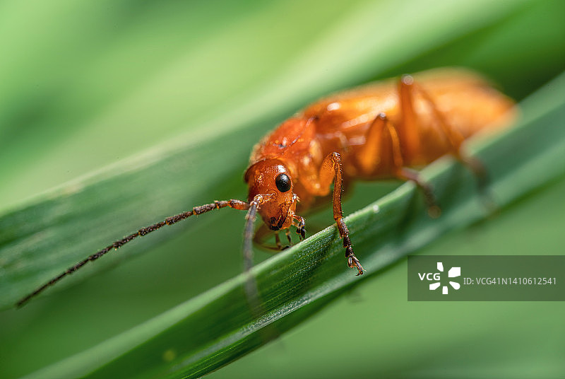 草叶上飞行的橙色甲虫特写图片素材