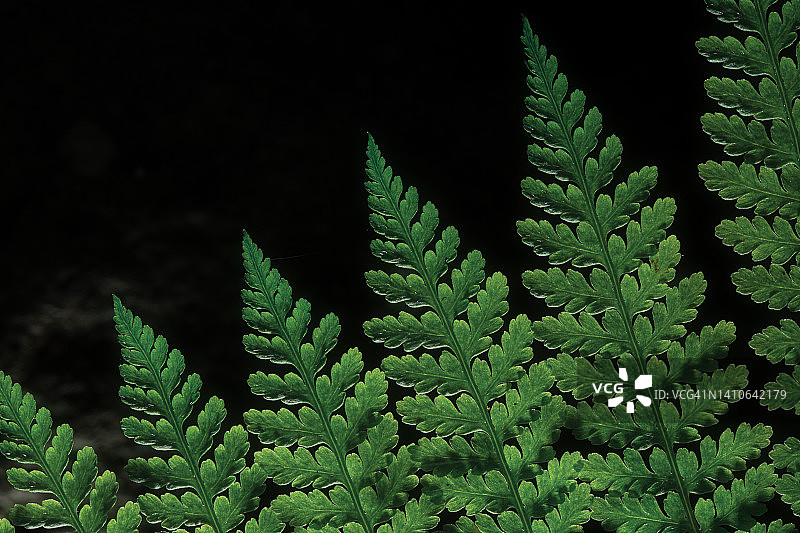 热带蕨类植物叶子的特写图片素材