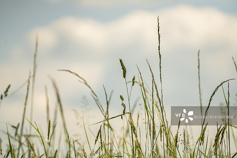 小黑麦是黑麦和小麦的杂交品种图片素材