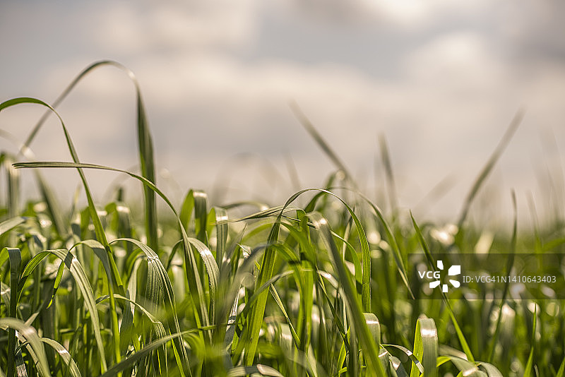小黑麦是黑麦和小麦的杂交品种图片素材