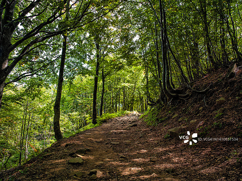 山毛榉树荫下的小路图片素材