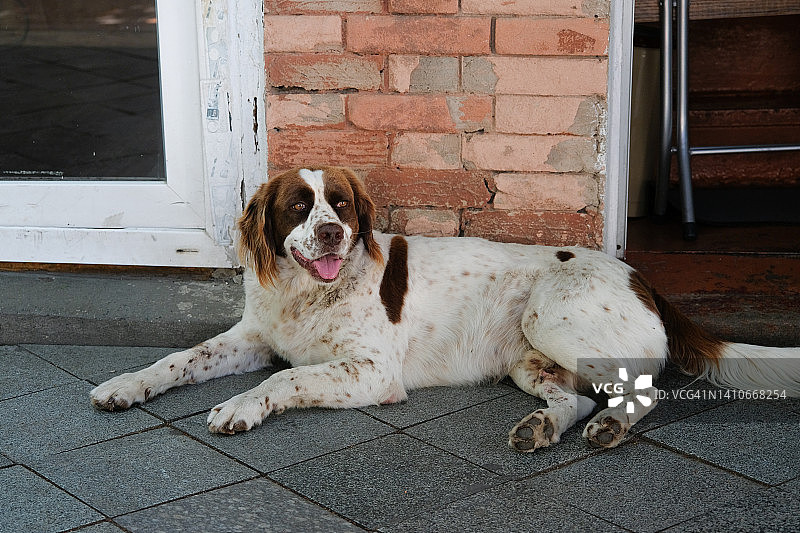 躺在路边的流浪狗图片素材