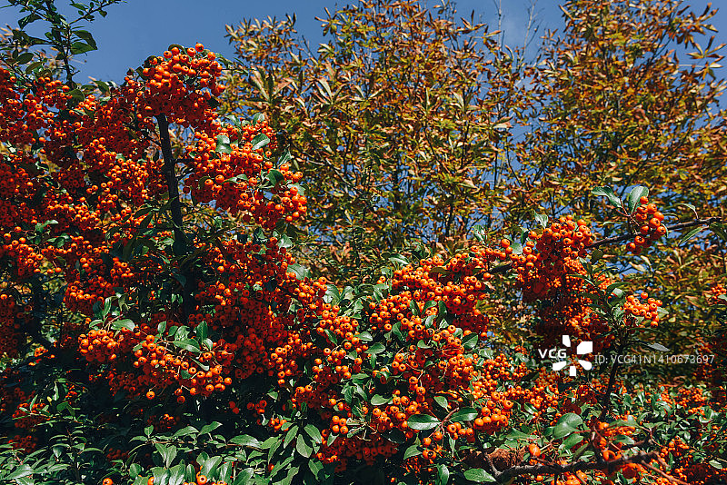 带有大簇橙色浆果的花楸树，红色花楸，秋天的花楸图片素材