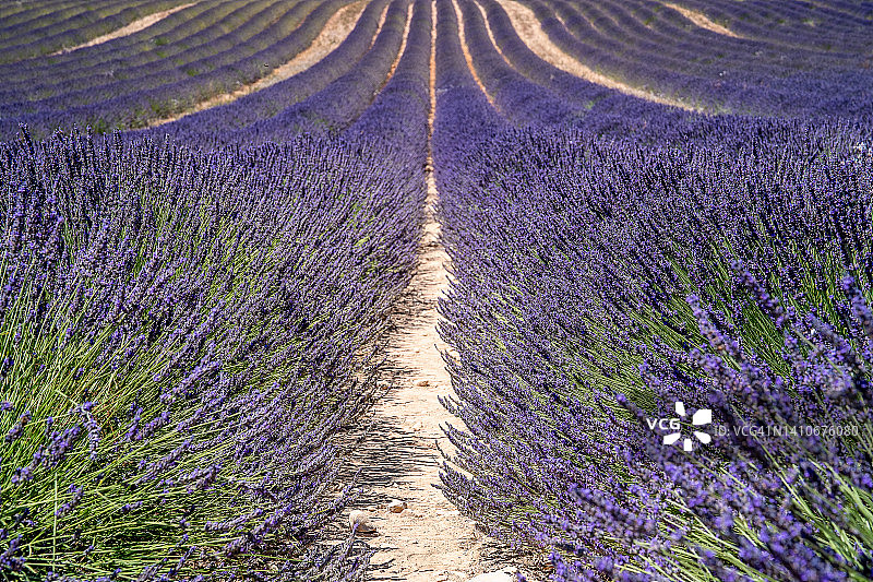 法国南部普罗旺斯的薰衣草田图片素材