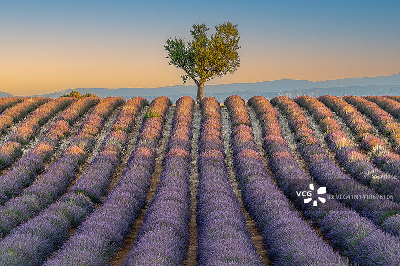 法国南部普罗旺斯的薰衣草田图片素材