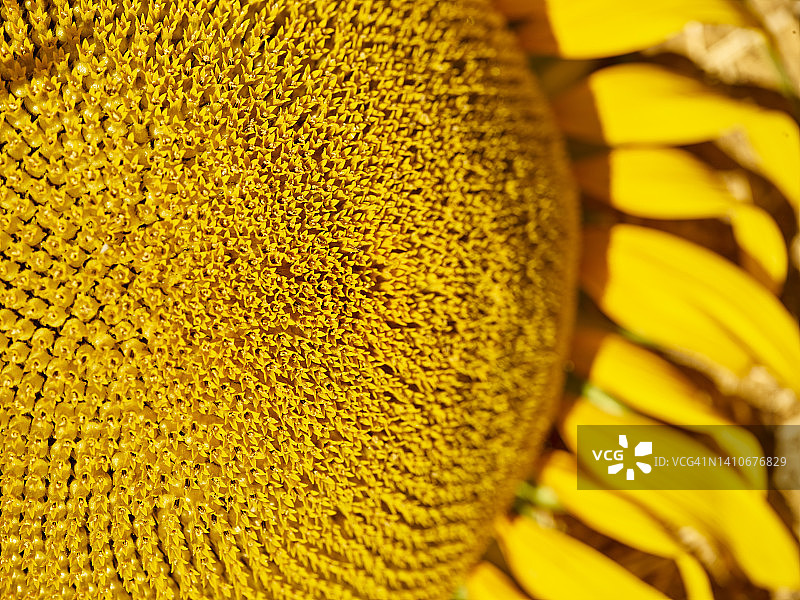 向日葵特写图片素材